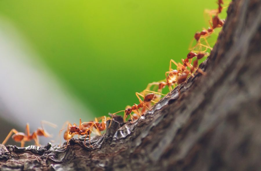 Comment éloigner les fourmis de votre maison ?